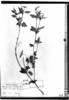 Croton verbenifolius image