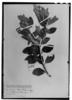 Croton yerbalium image