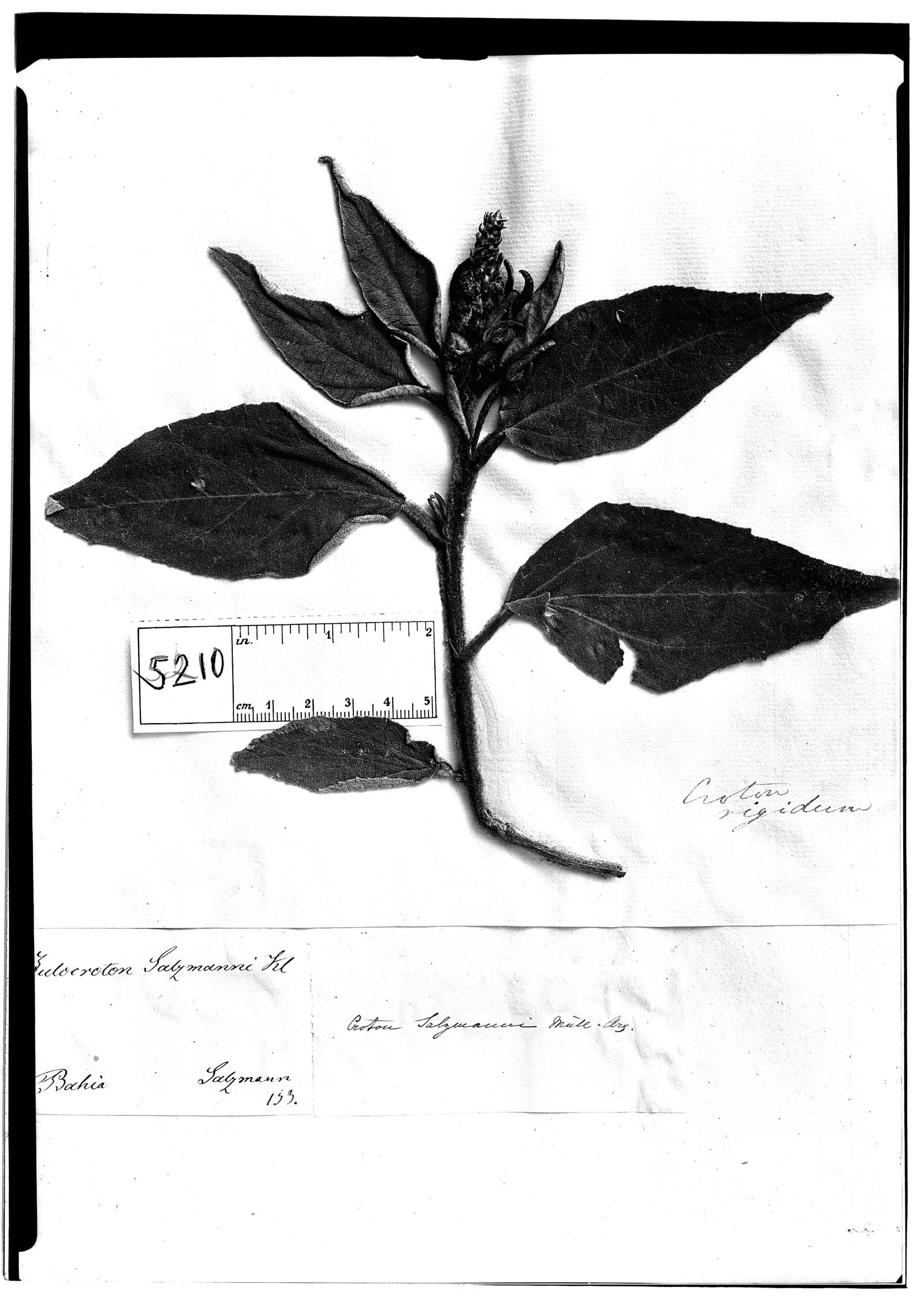 Croton salzmannii image