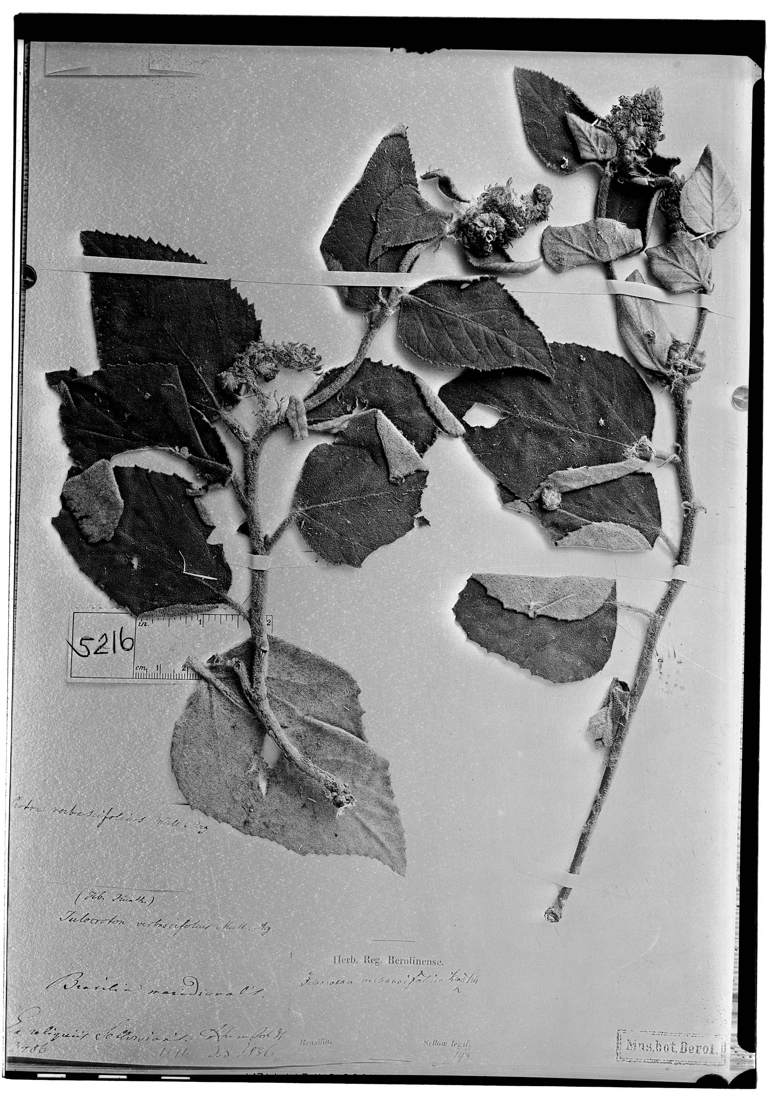 Croton verbascoides image