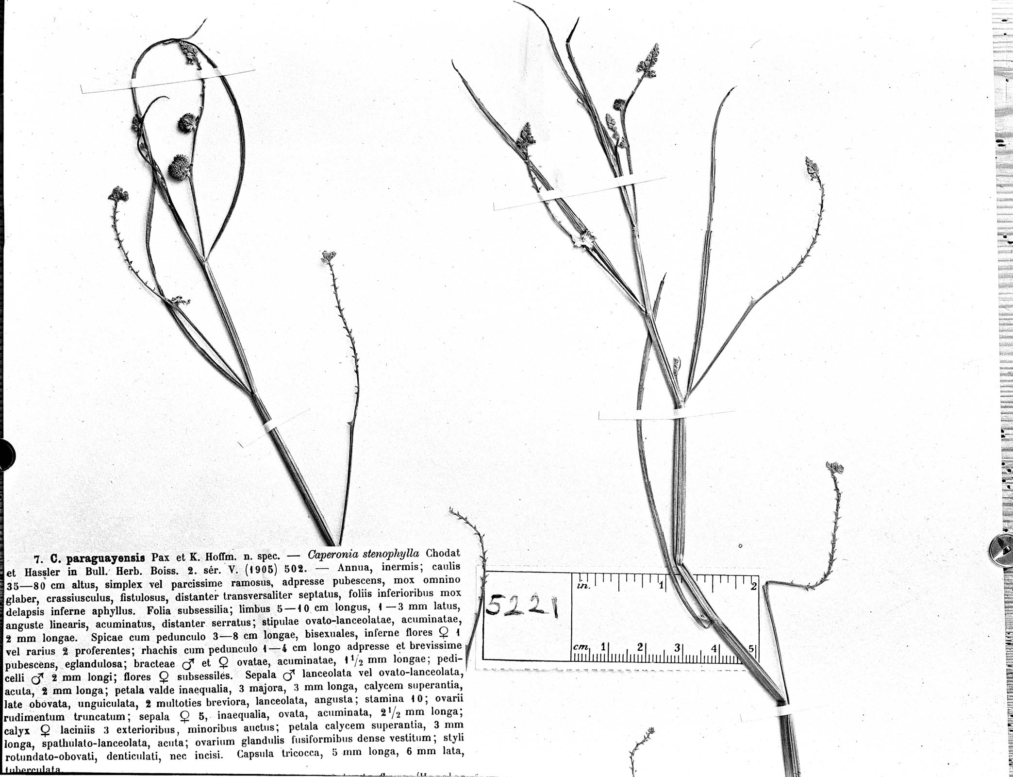 Caperonia paraguayensis image