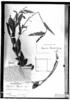 Caperonia regnellii image