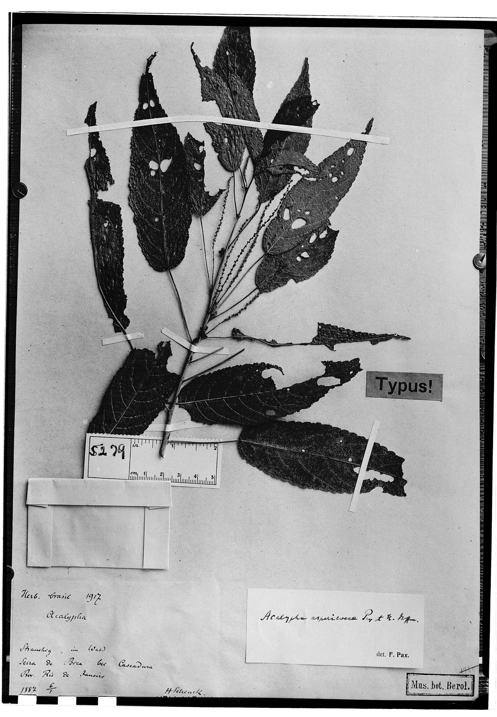 Acalypha aspericocca image
