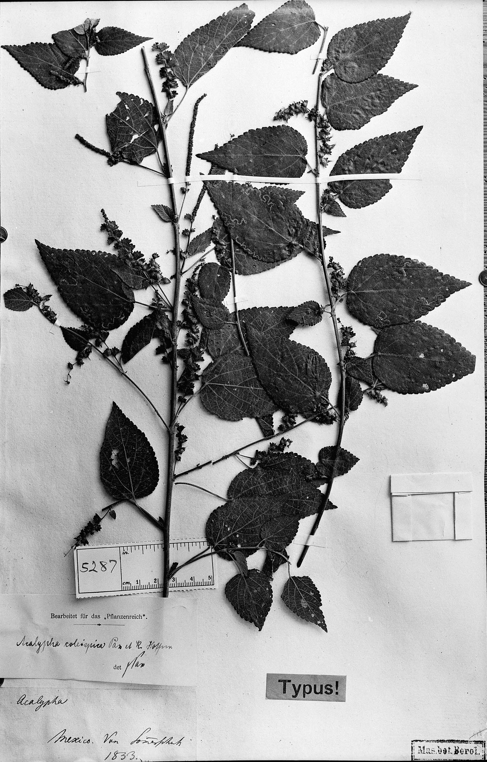 Acalypha coleispica image