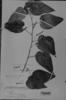 Acalypha hassleriana image