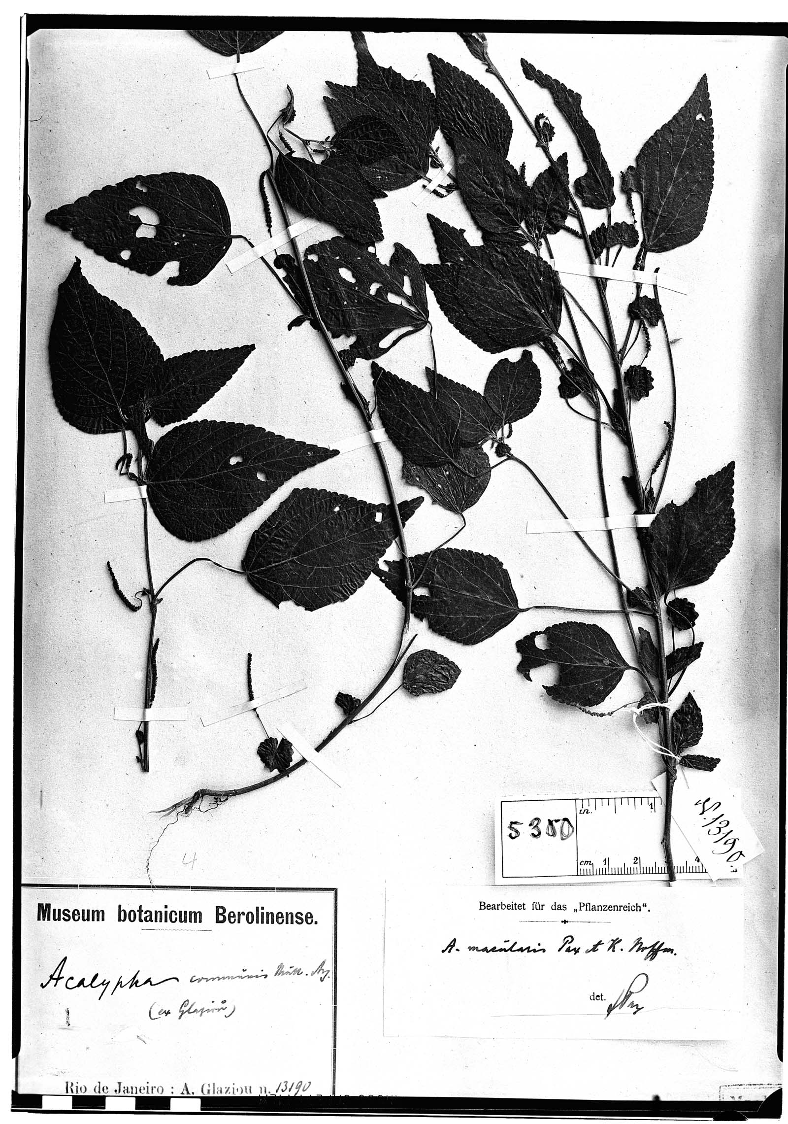 Acalypha macularis image