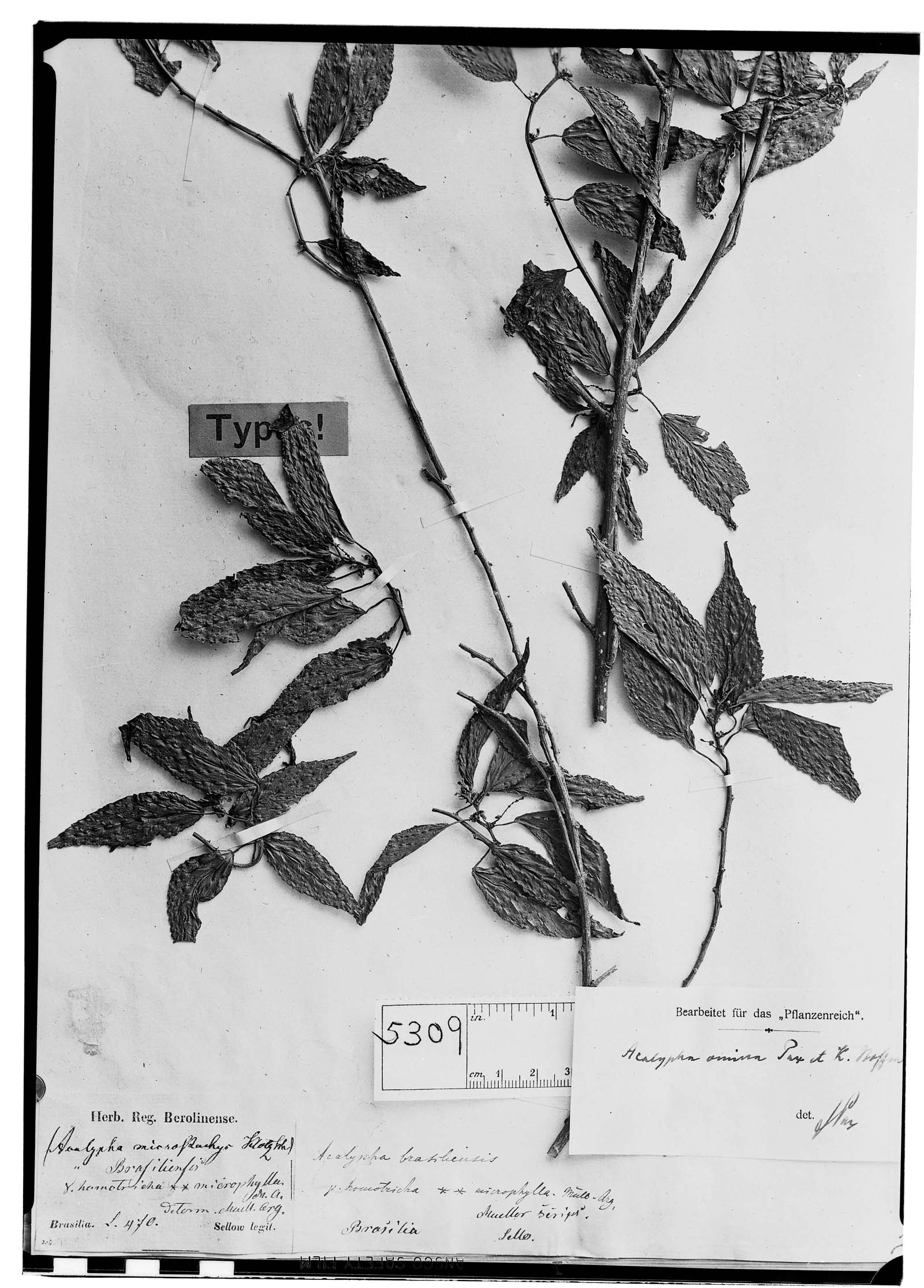 Acalypha omissa