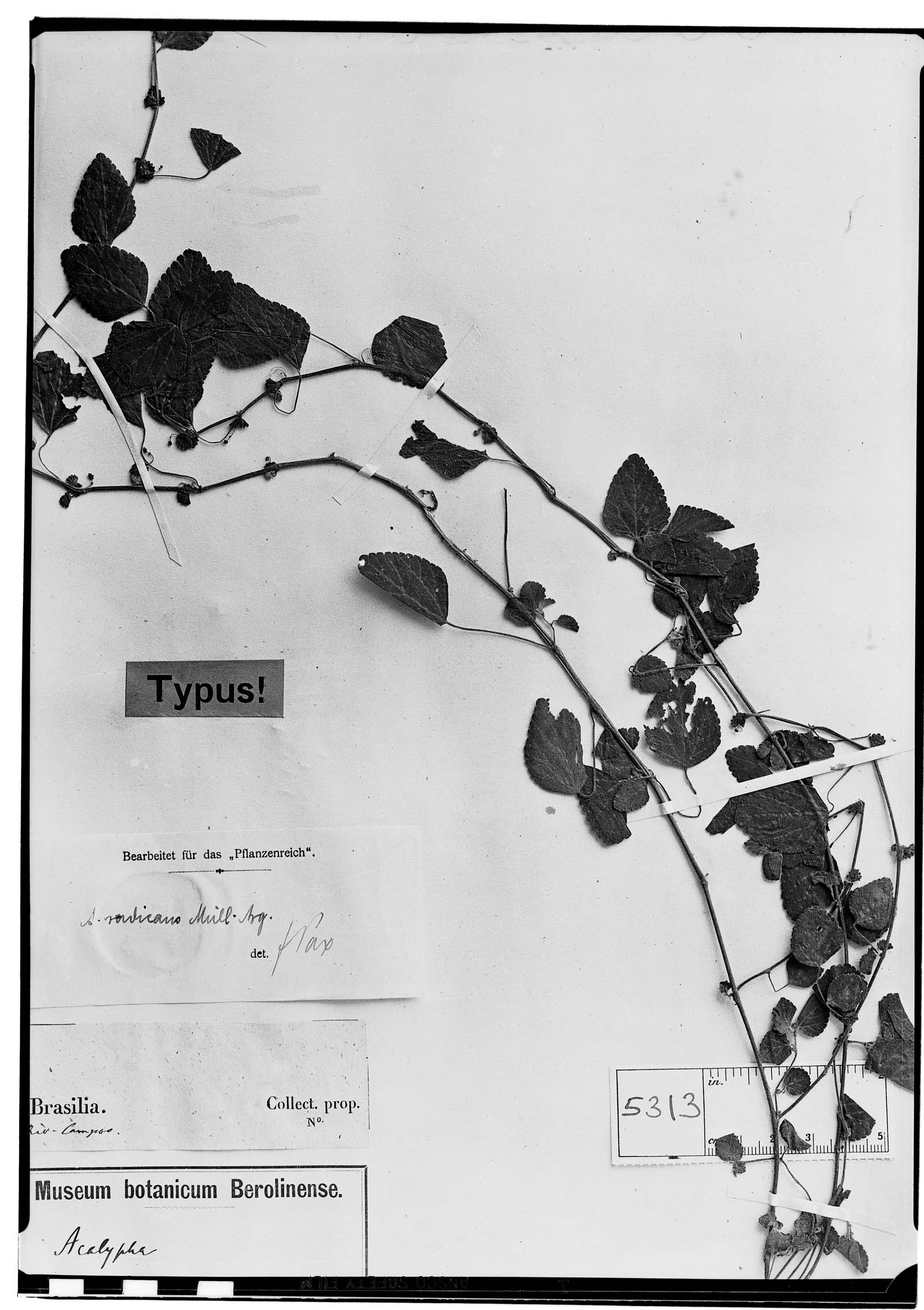 Acalypha radicans image