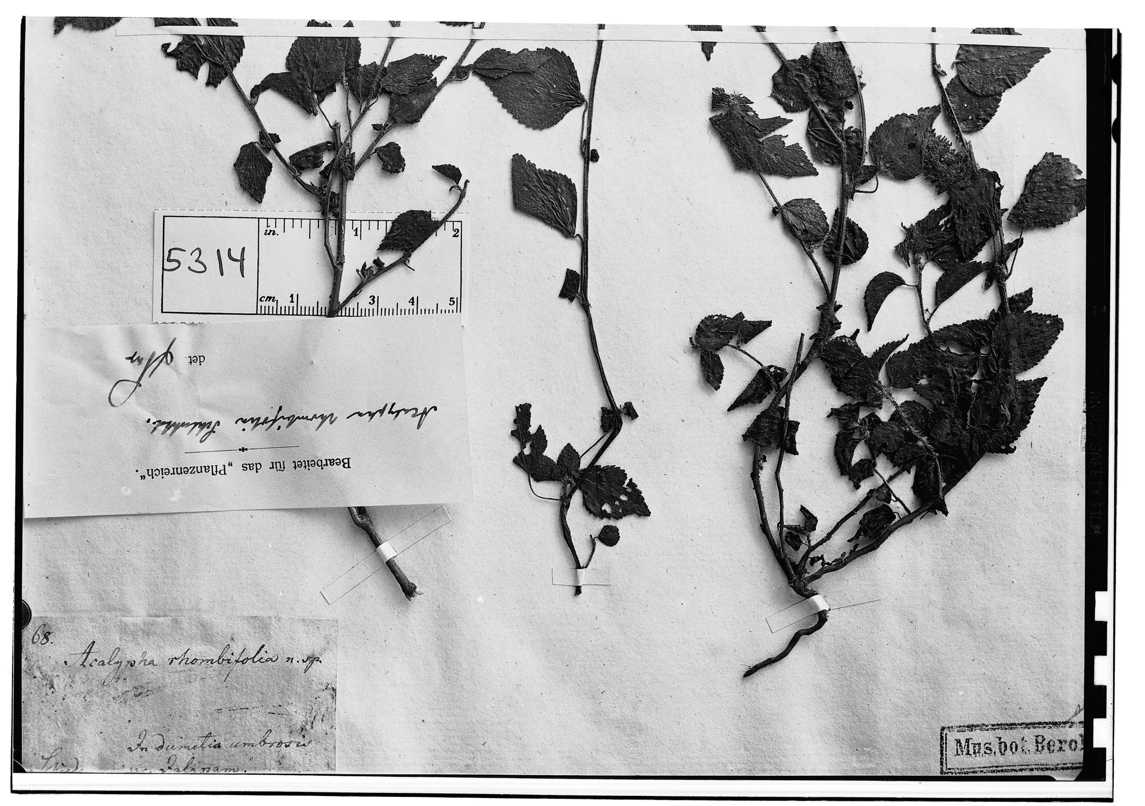 Acalypha rhombifolia image