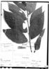 Acalypha schlechtendaliana image