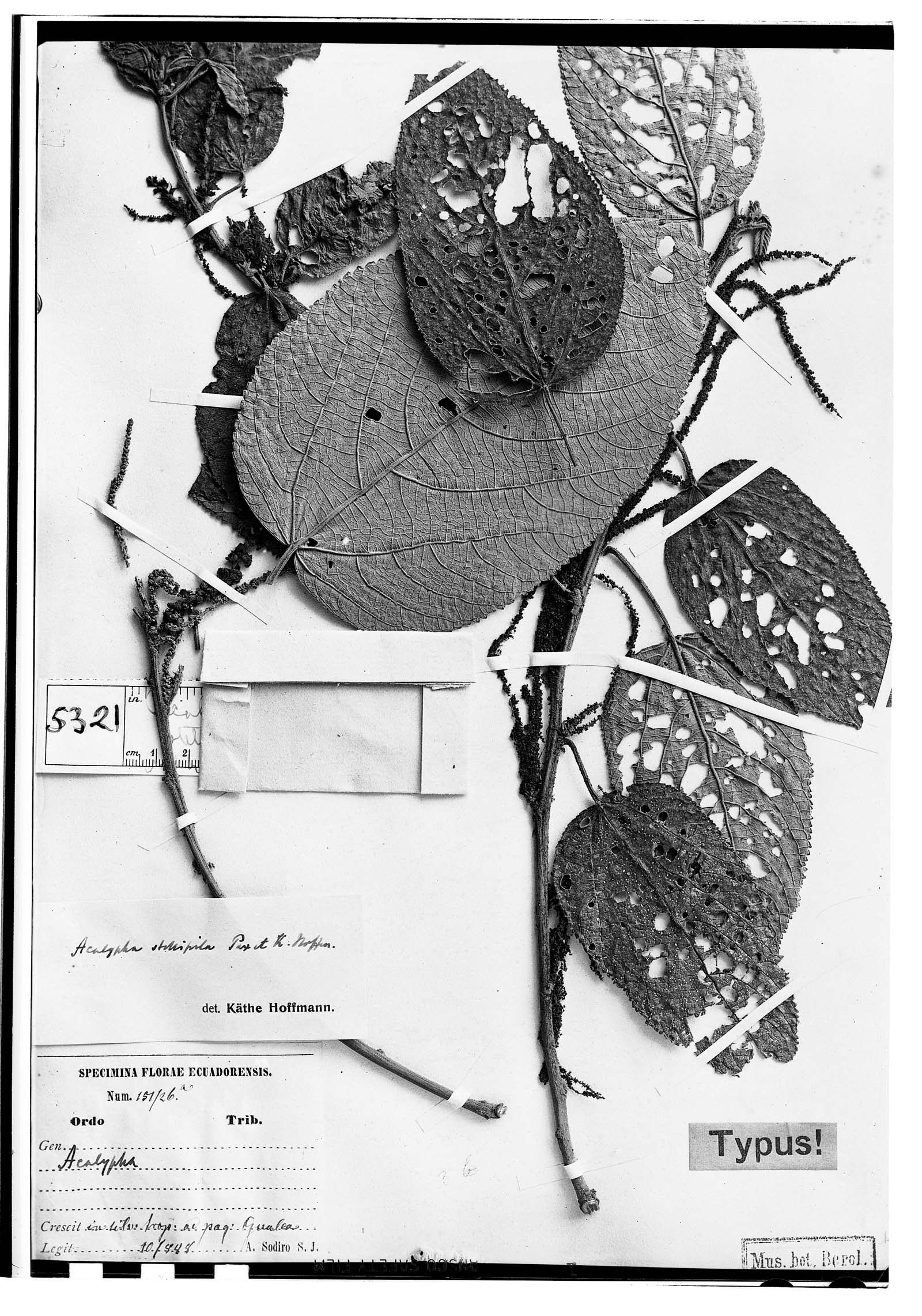 Acalypha stellipila image