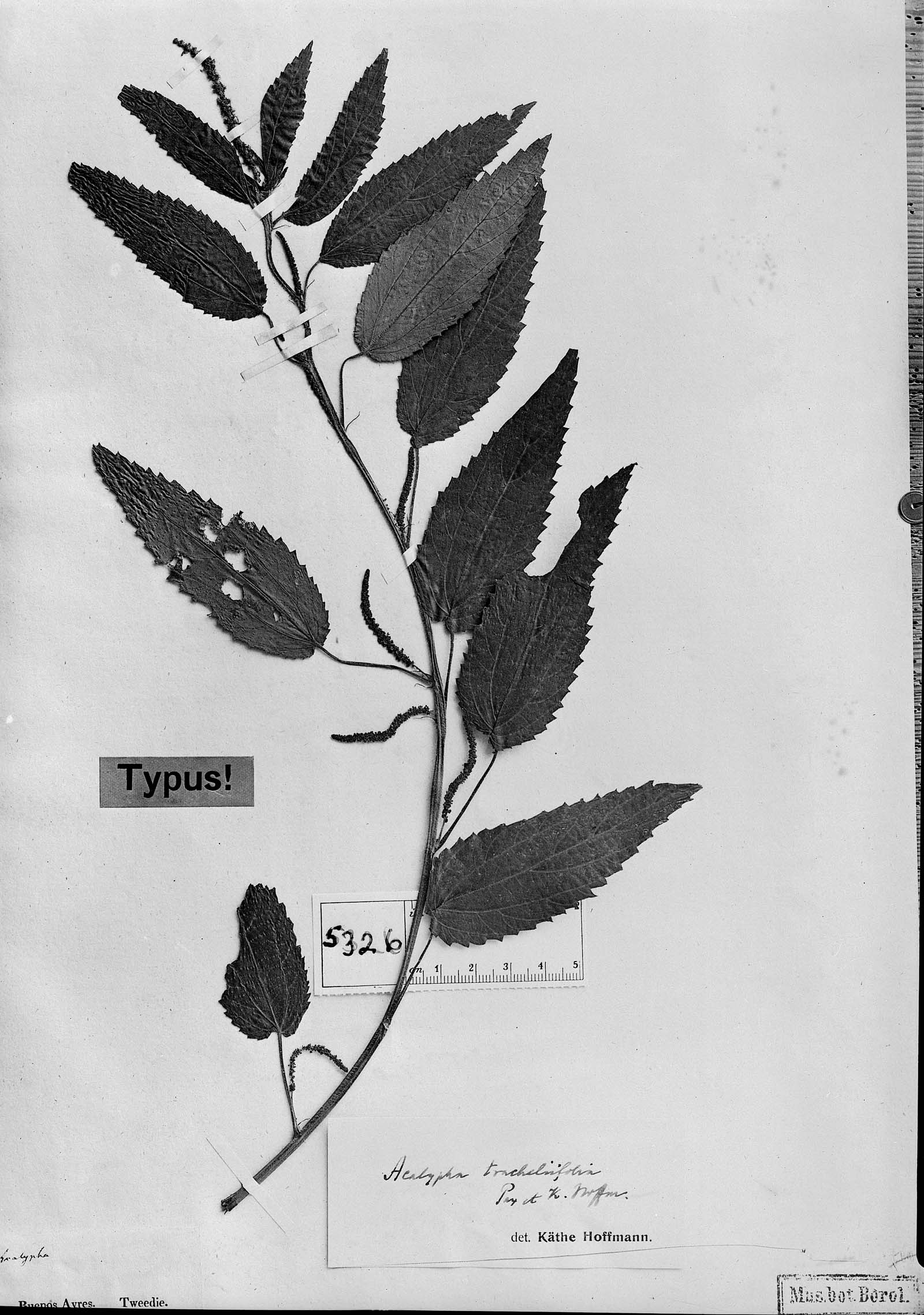 Acalypha communis subsp. tracheliifolia image