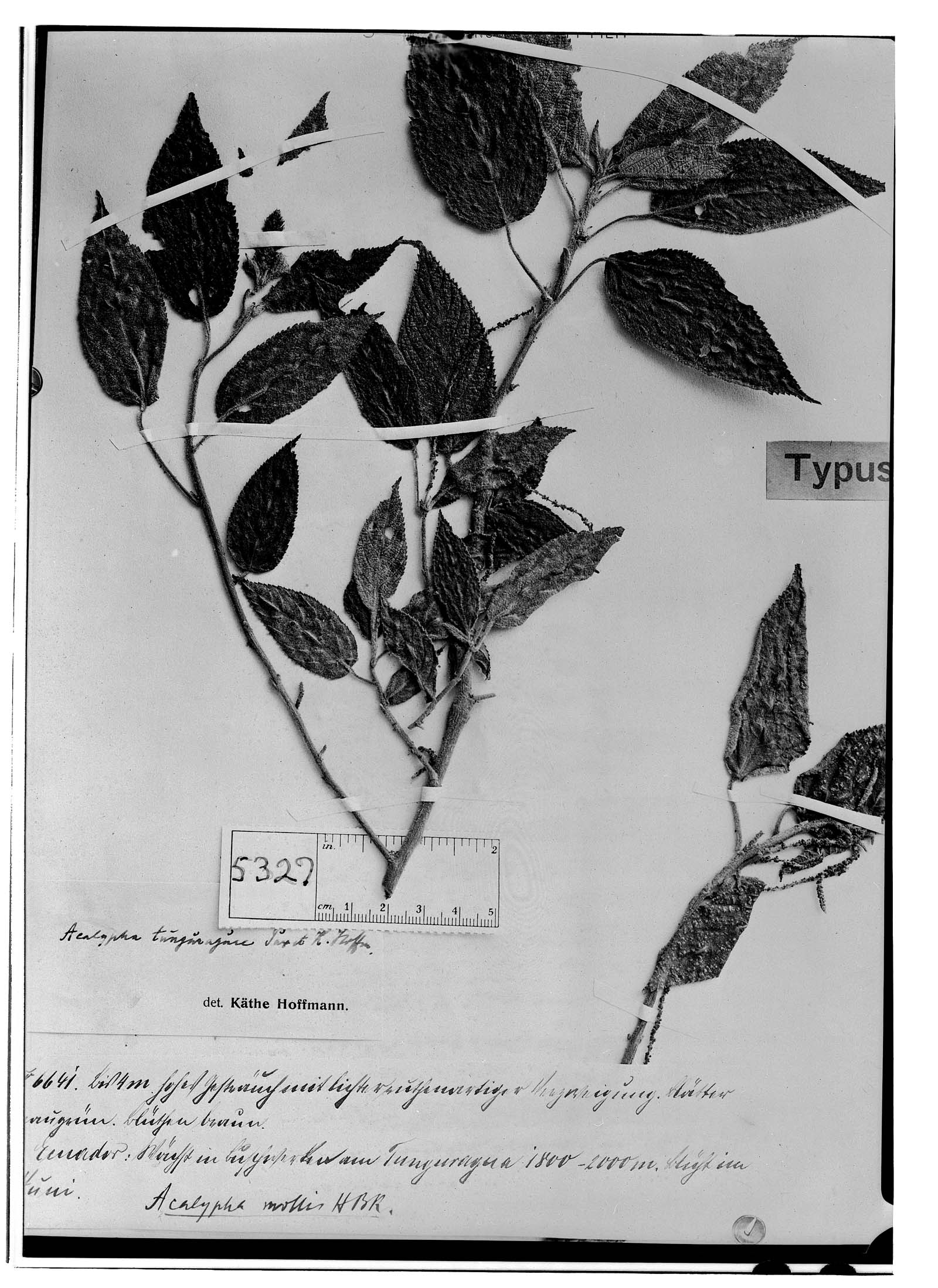 Acalypha tunguraguae image