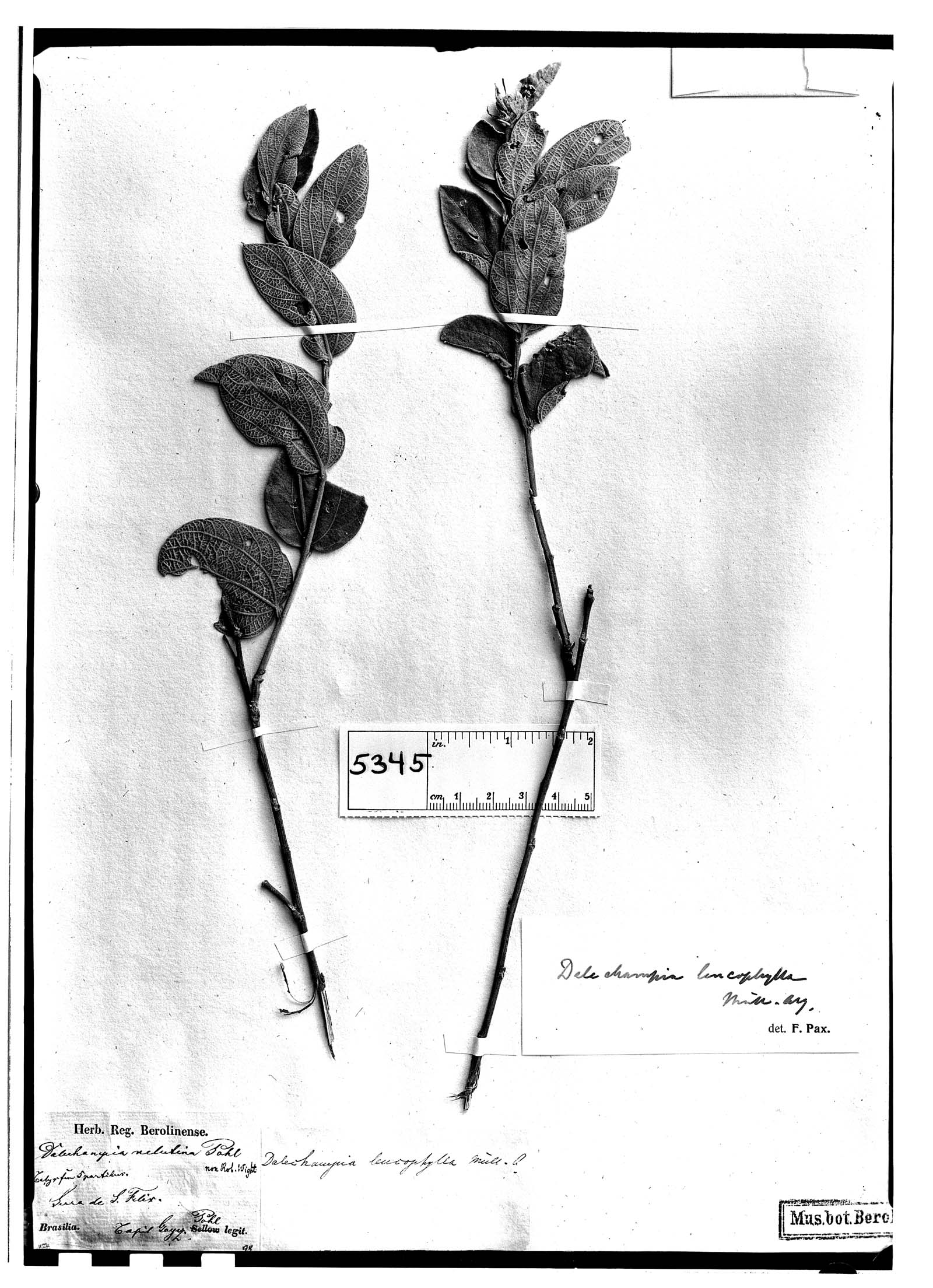 Dalechampia leucophylla image
