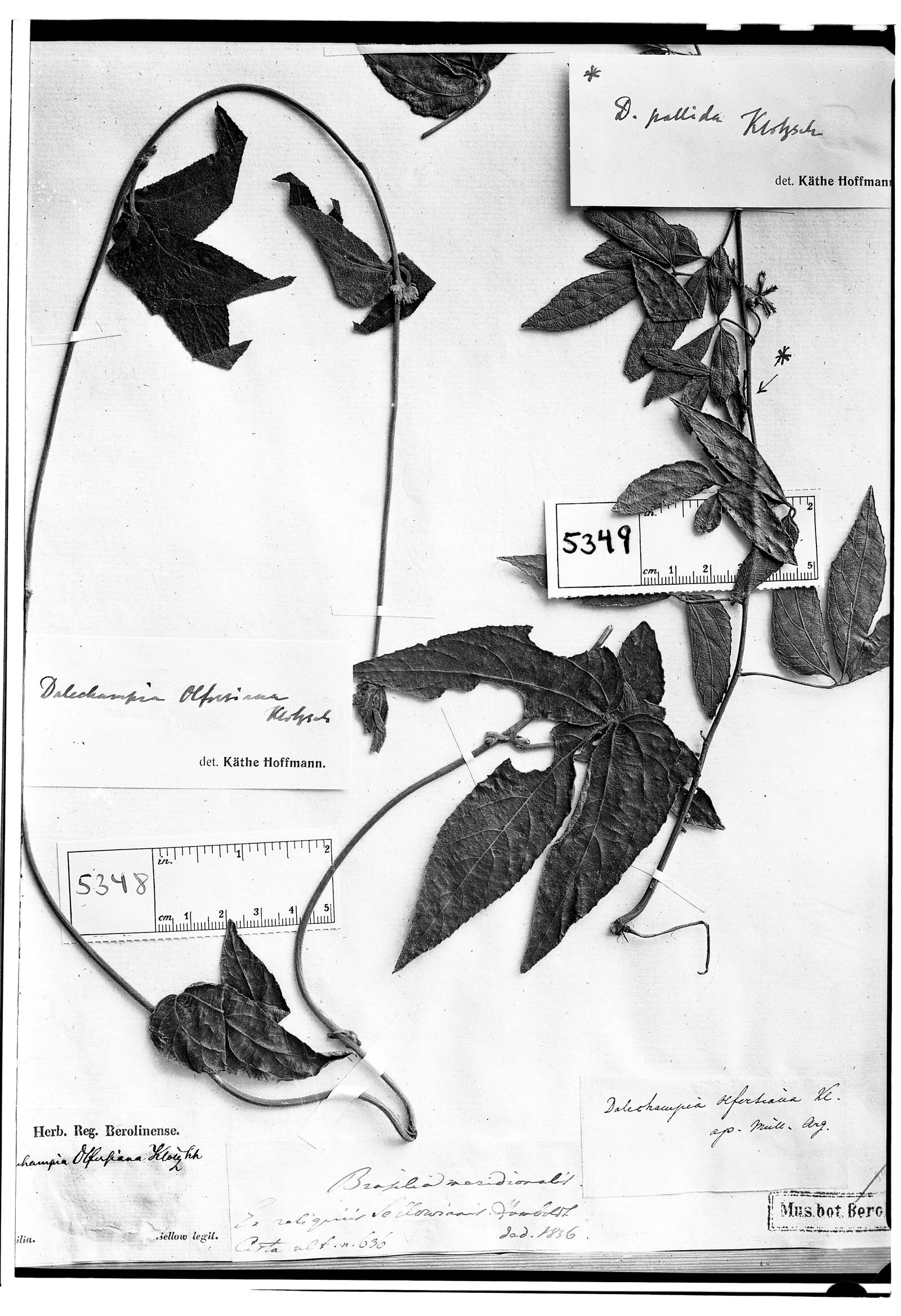 Dalechampia olfersiana image