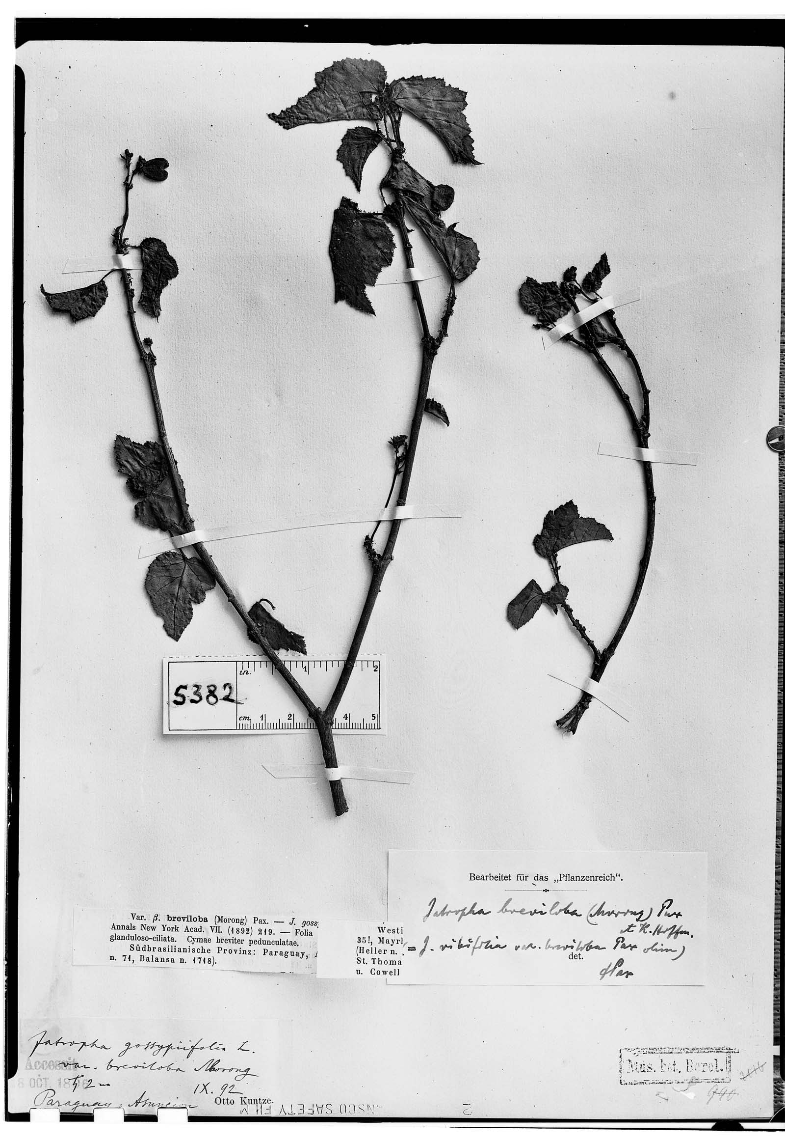 Jatropha breviloba image