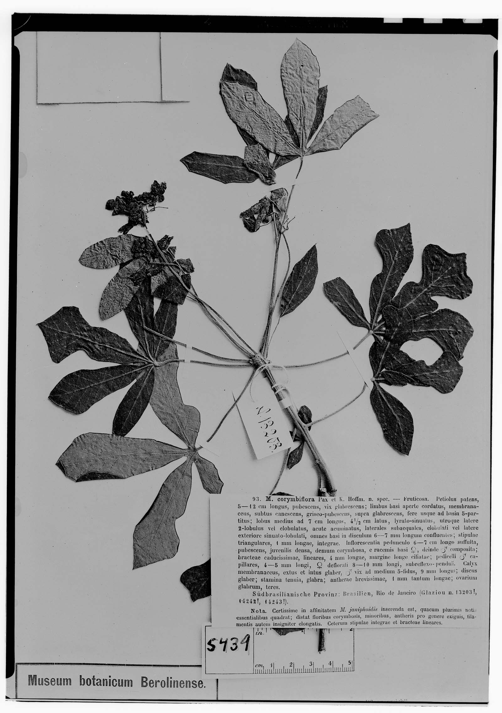 Manihot corymbiflora image
