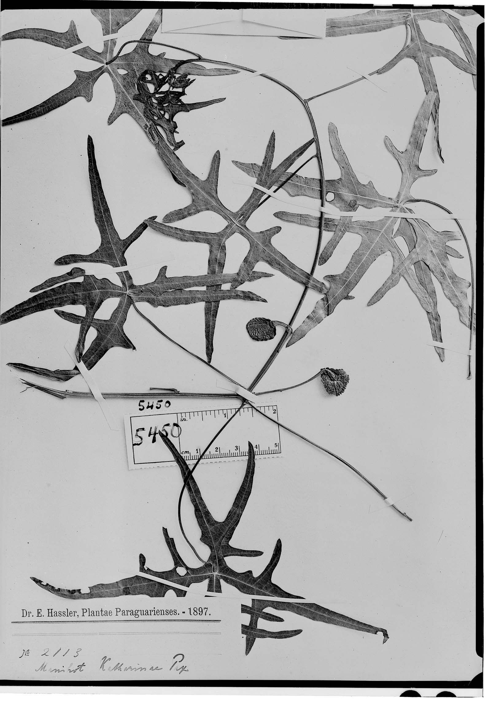 Manihot variifolia image