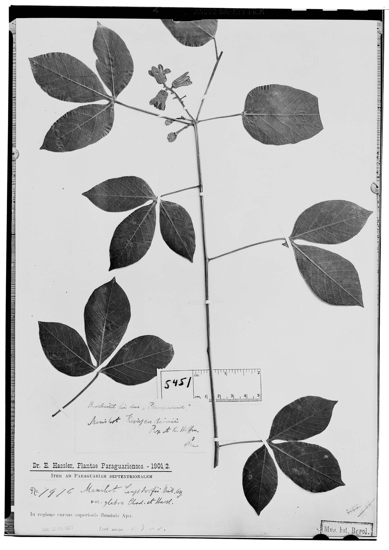 Manihot anomala subsp. glabrata image