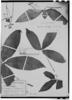 Manihot leptophylla image