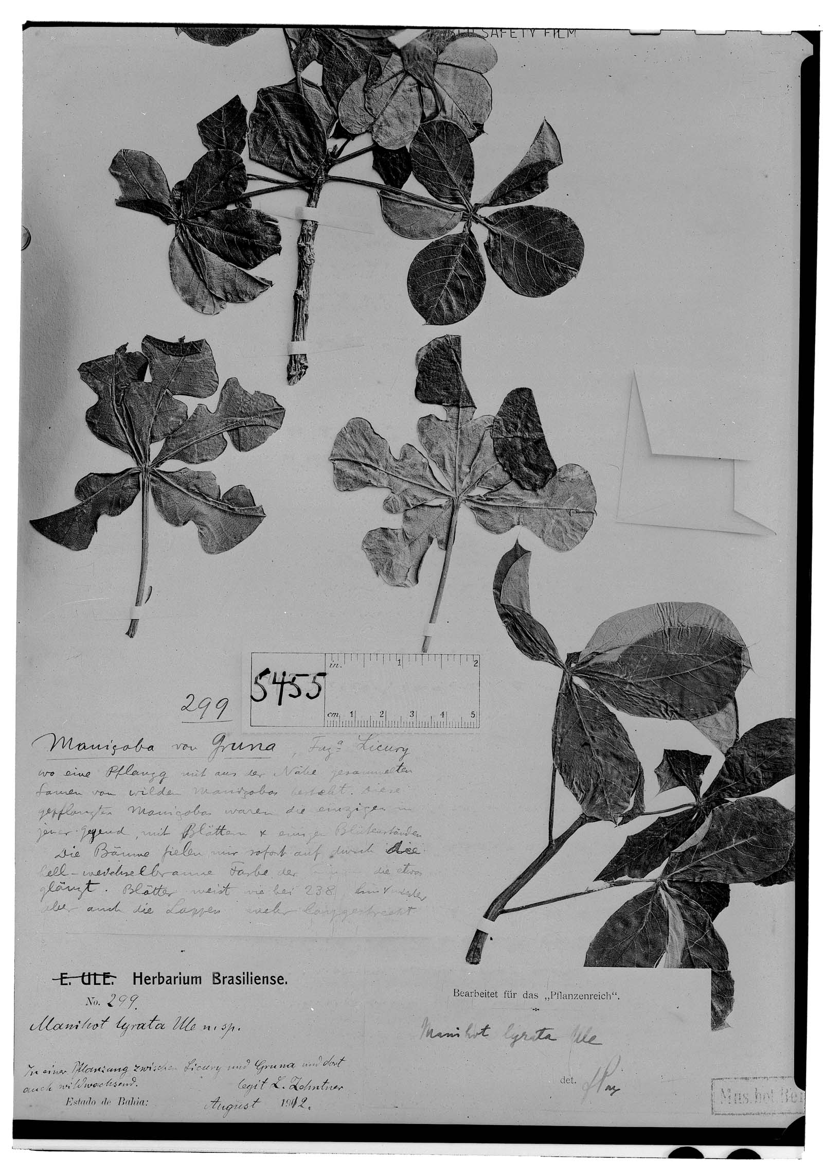 Manihot caerulescens subsp. caerulescens image