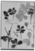 Manihot caerulescens subsp. caerulescens image