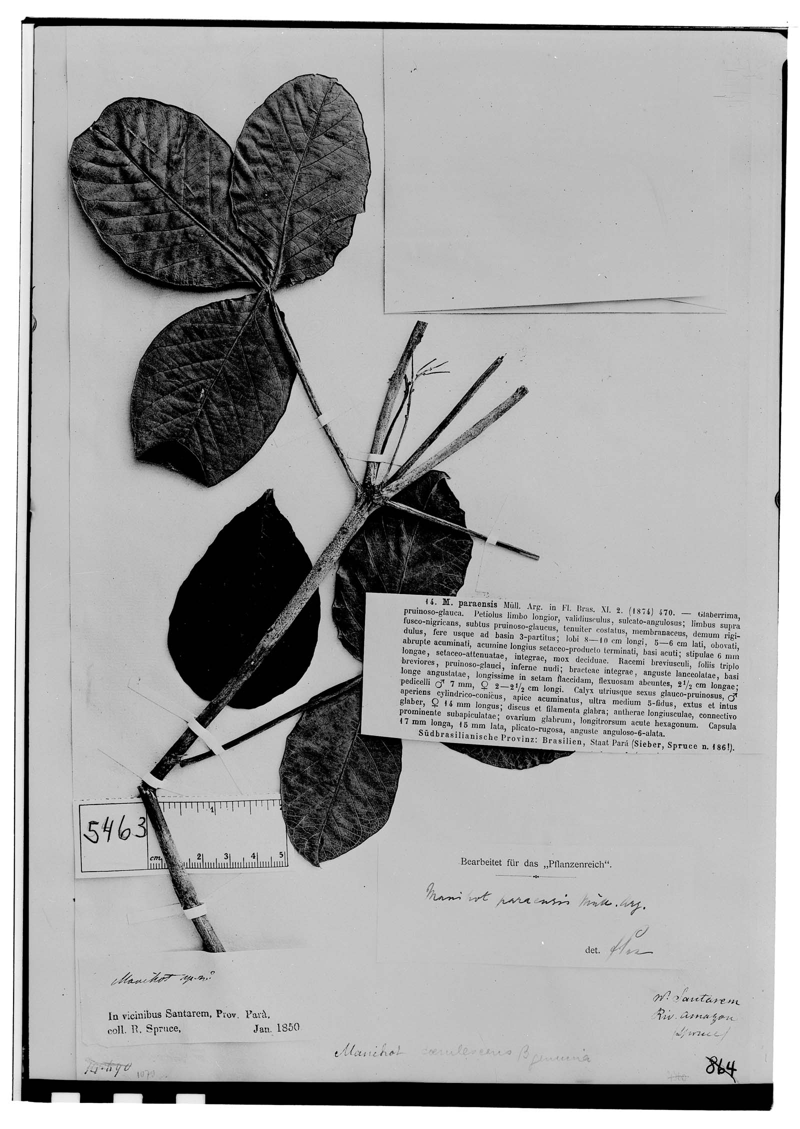 Manihot caerulescens subsp. paraensis image