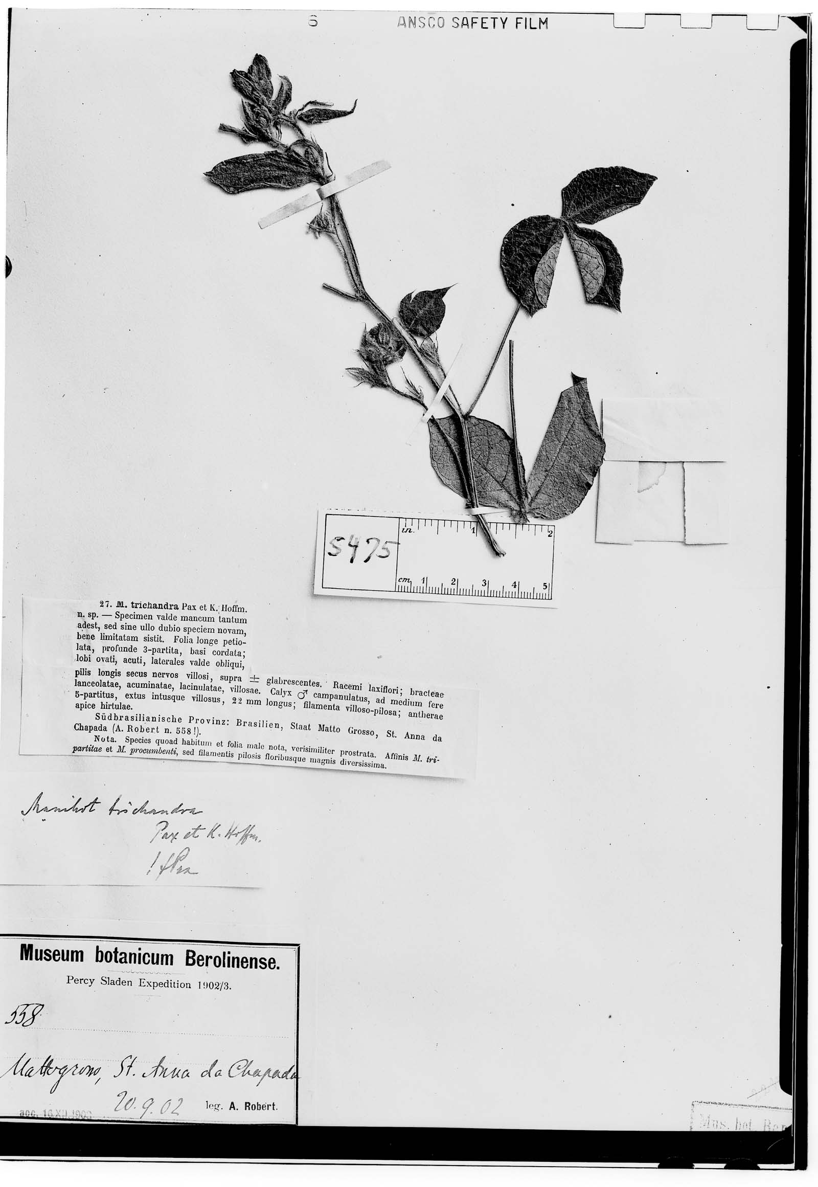 Manihot tripartita subsp. vestita image
