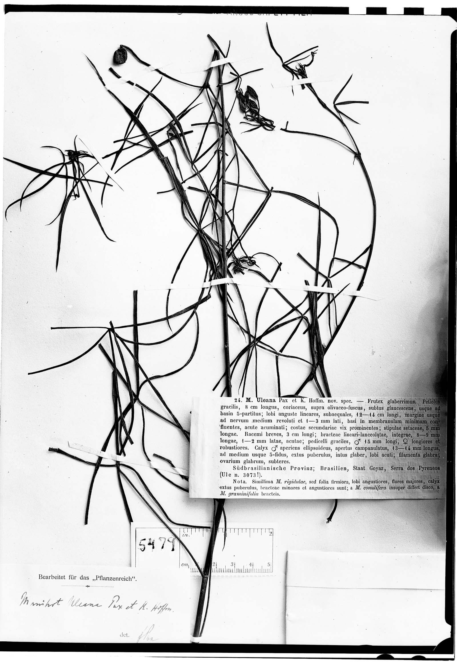 Manihot pentaphylla subsp. pentaphylla image