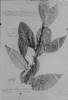Gymnanthes hypoleuca image