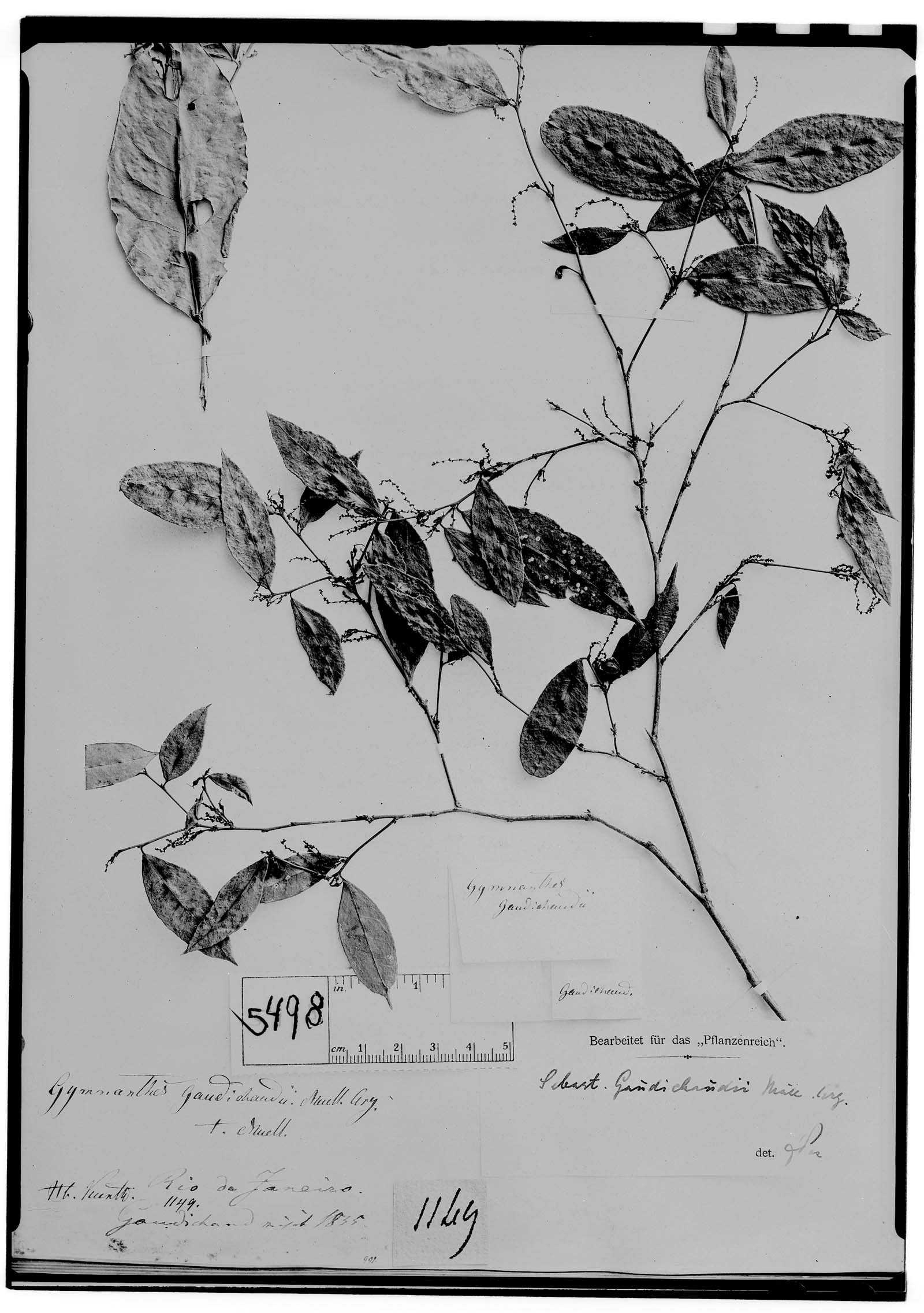 Gymnanthes image