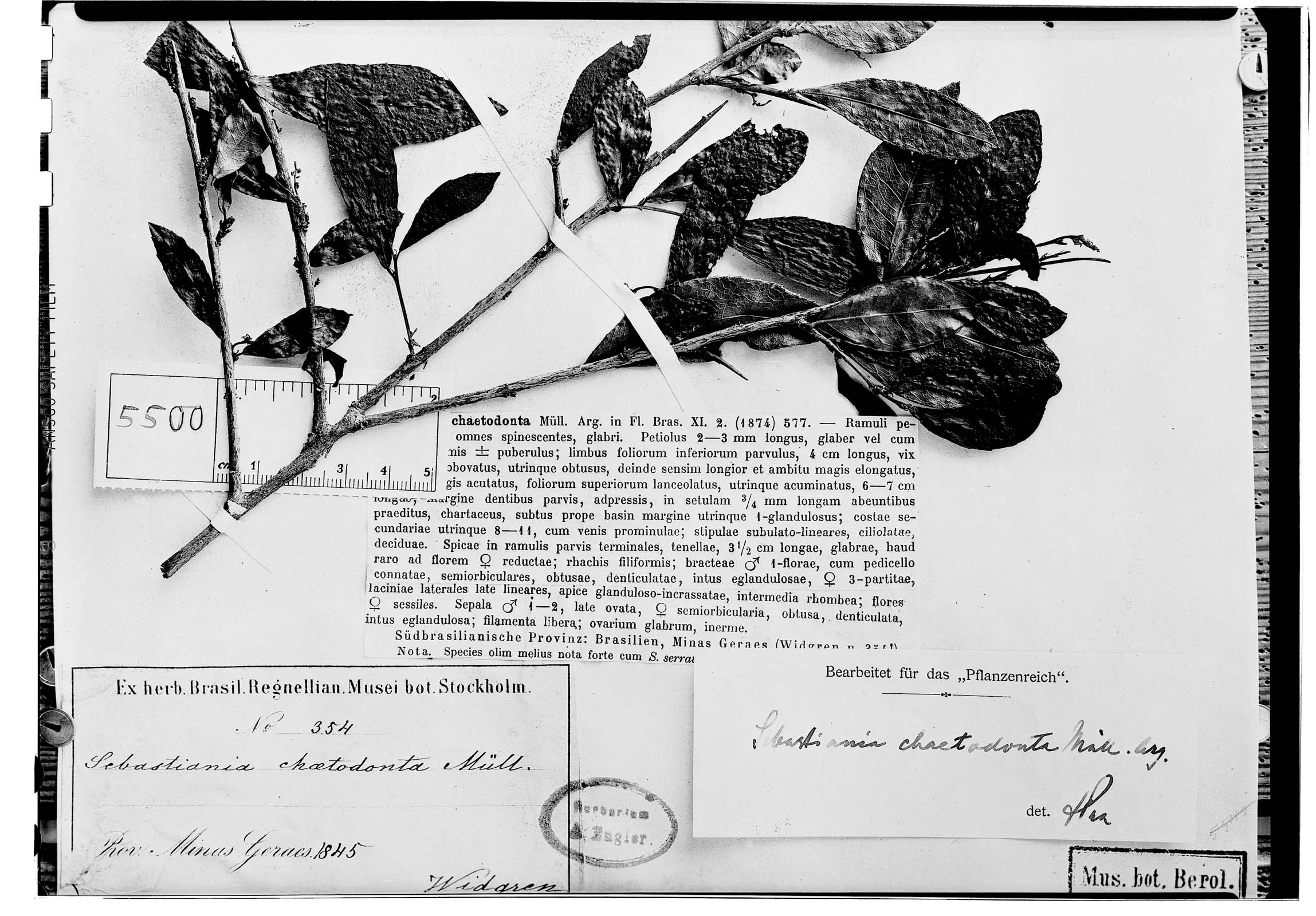 Sebastiania chaetodonta image