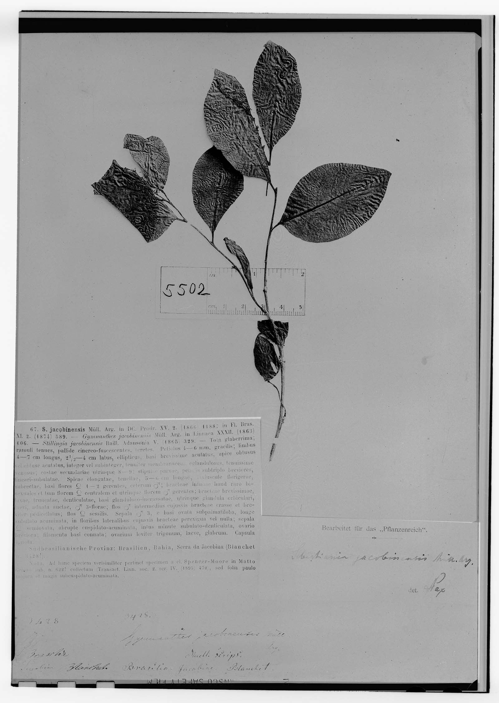Sebastiania jacobinensis image