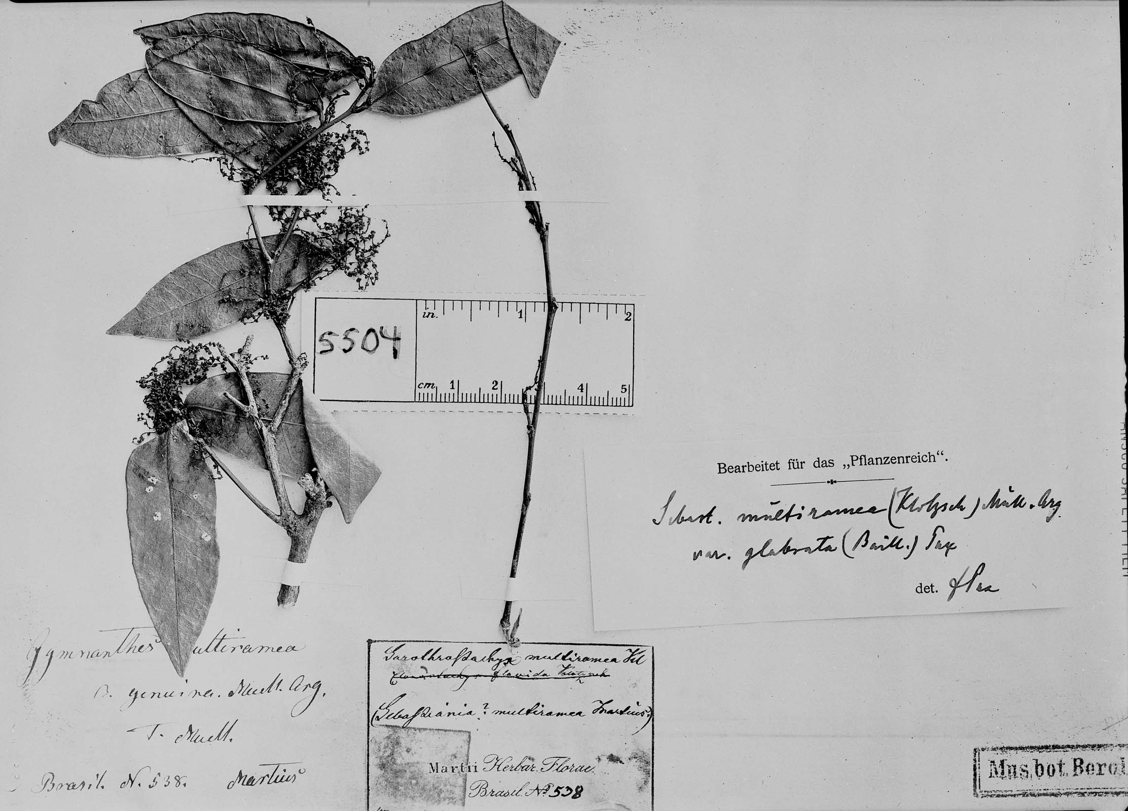 Gymnanthes glabrata image