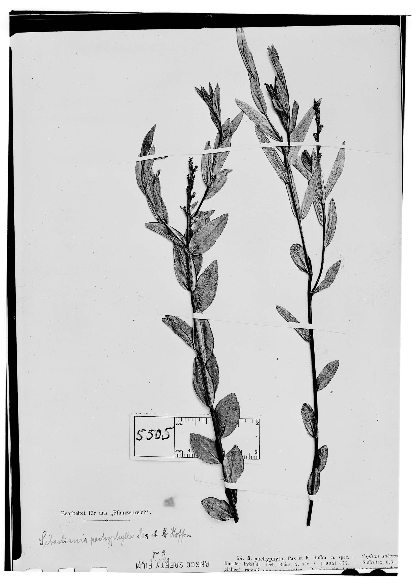 Sebastiania pachyphylla image