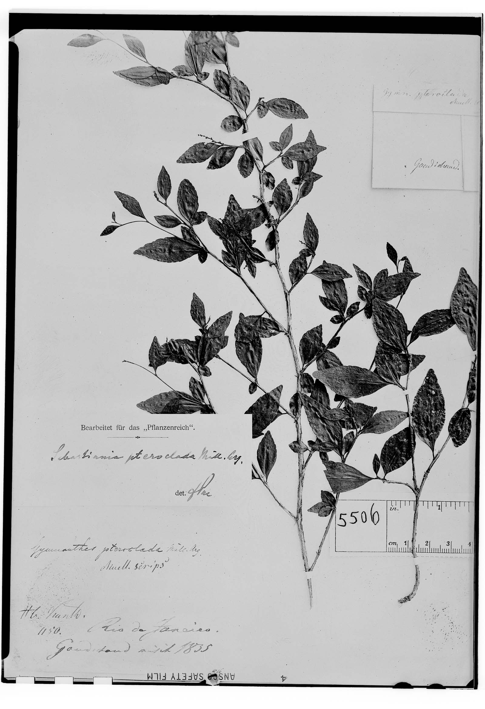 Sebastiania pteroclada image