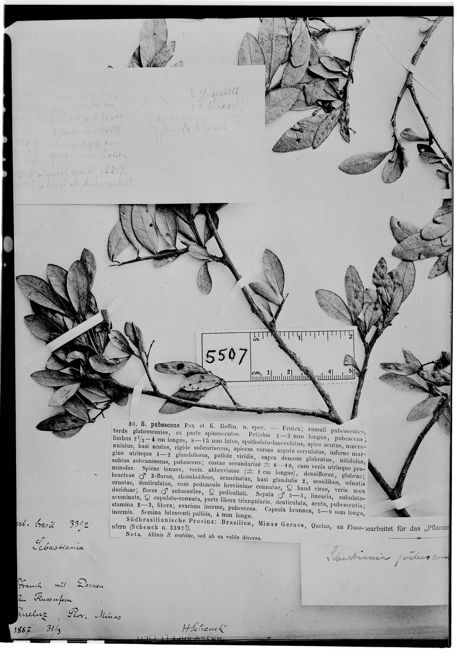 Sebastiania pubescens image