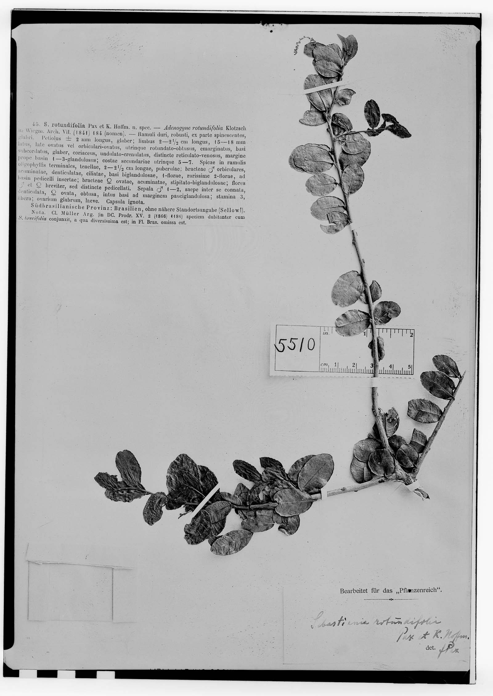 Sebastiania rotundifolia image