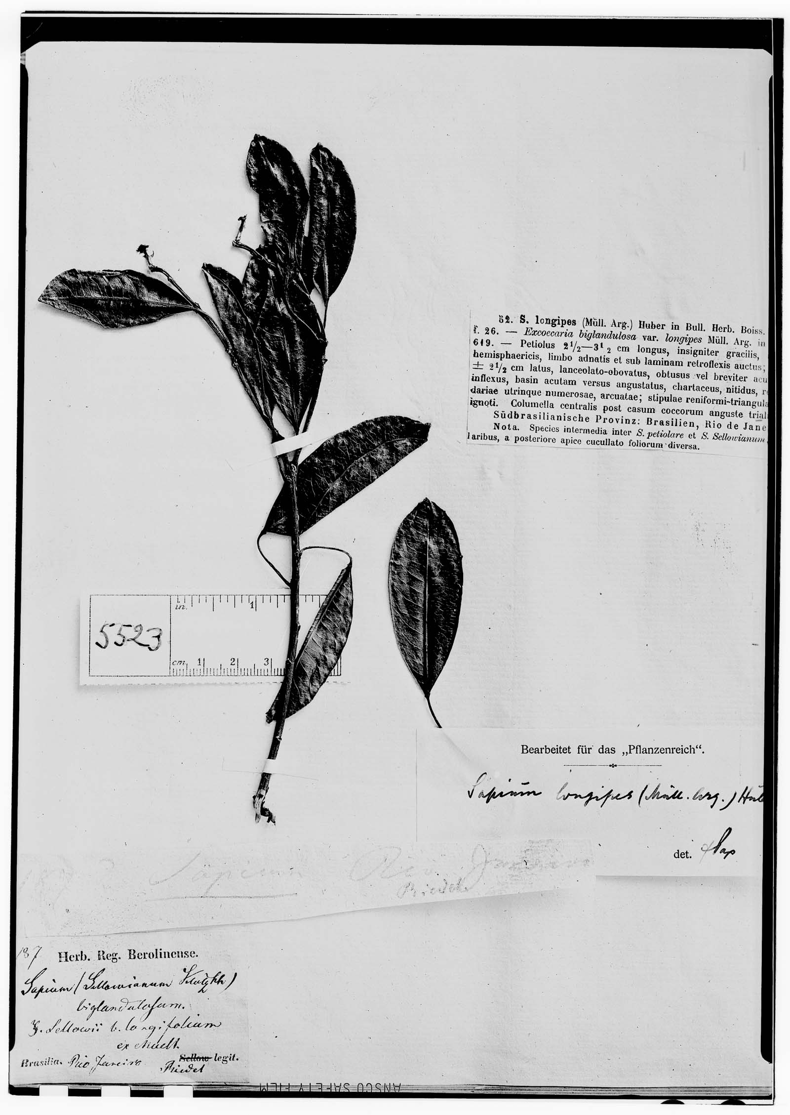 Sapium sellowianum image