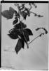 Serjania lamprophylla image