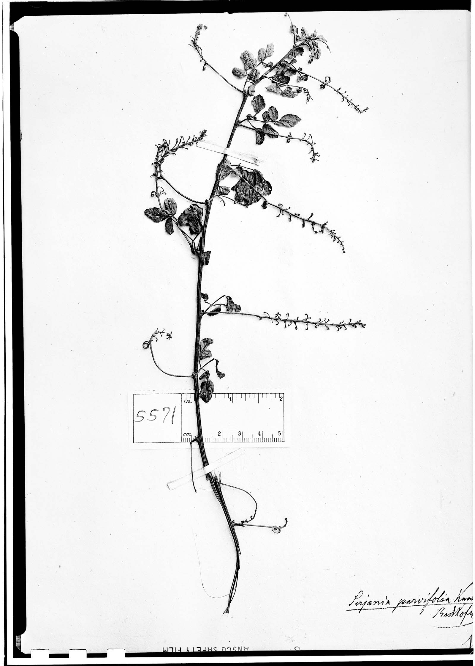 Serjania parvifolia image