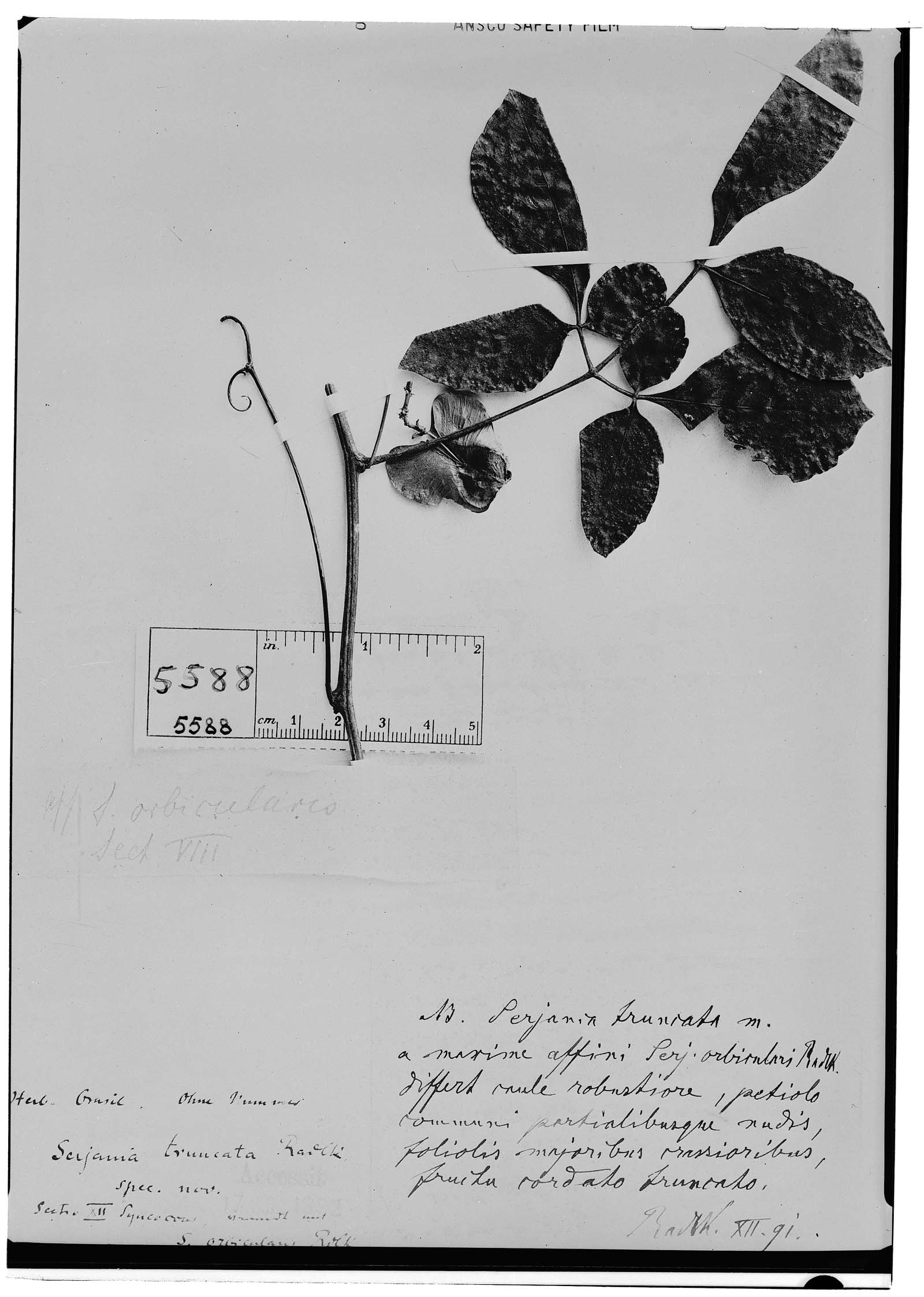 Serjania truncata image