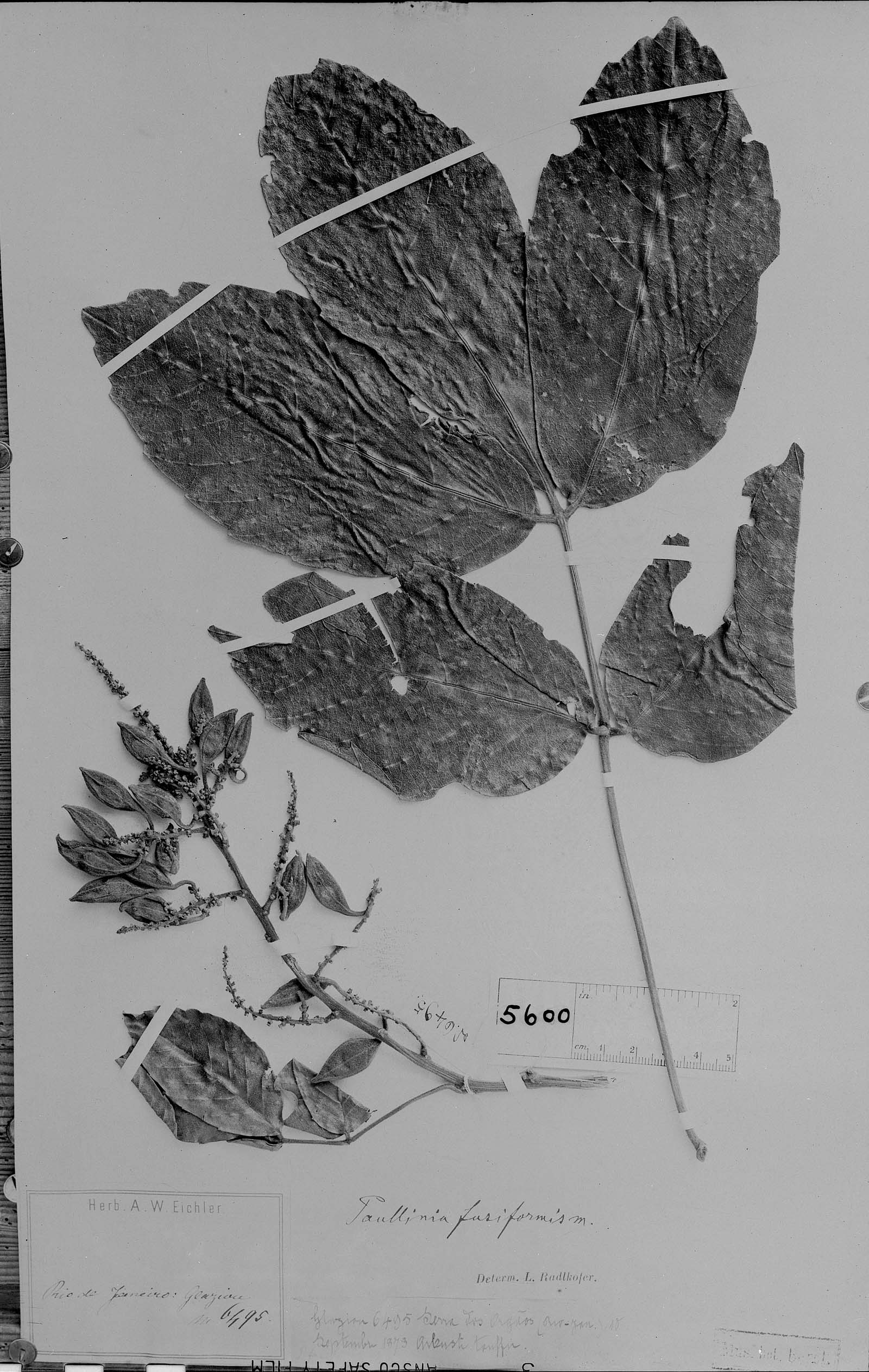 Paullinia fusiformis image