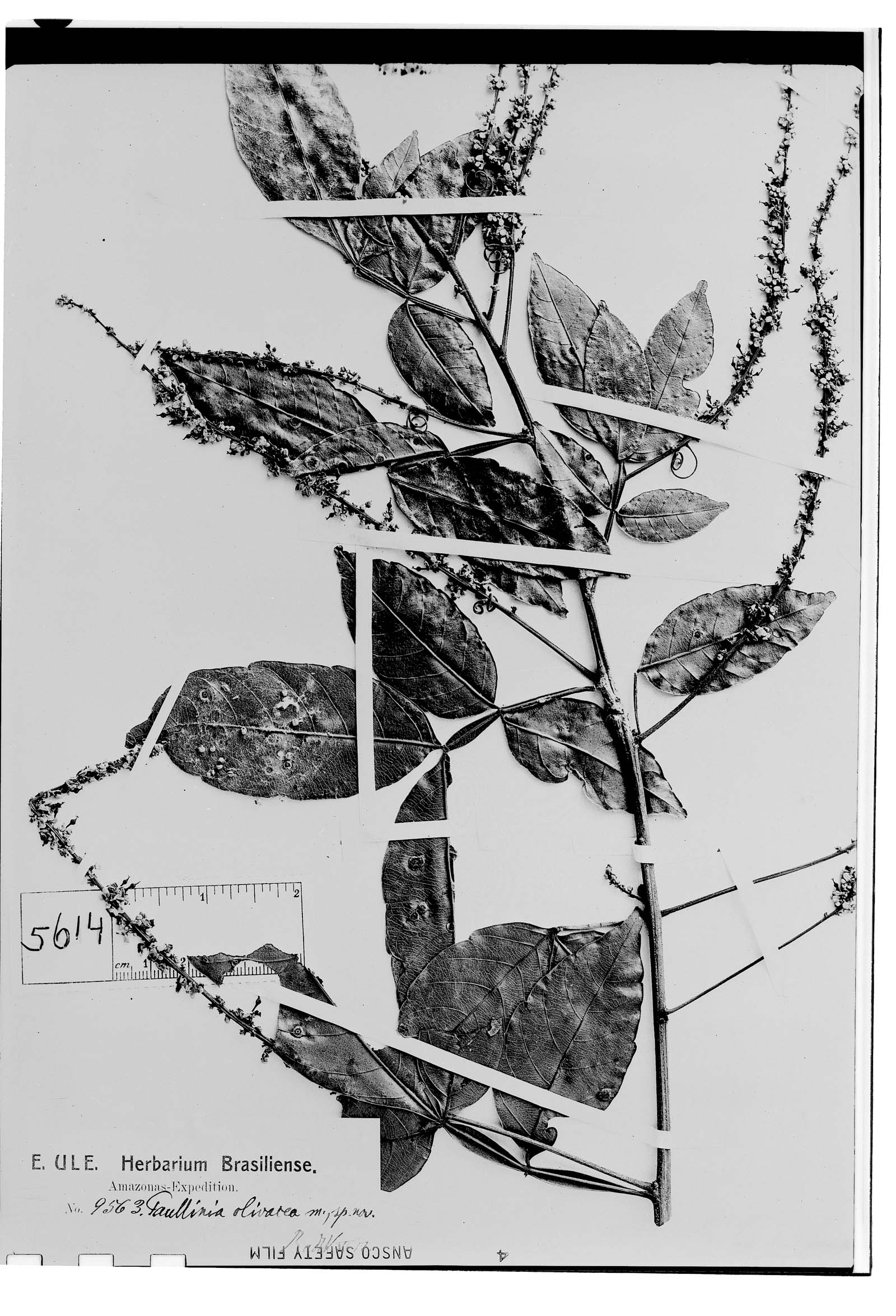 Paullinia olivacea image