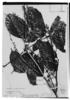 Paullinia pachycarpa image