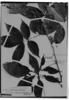 Paullinia reticulata image