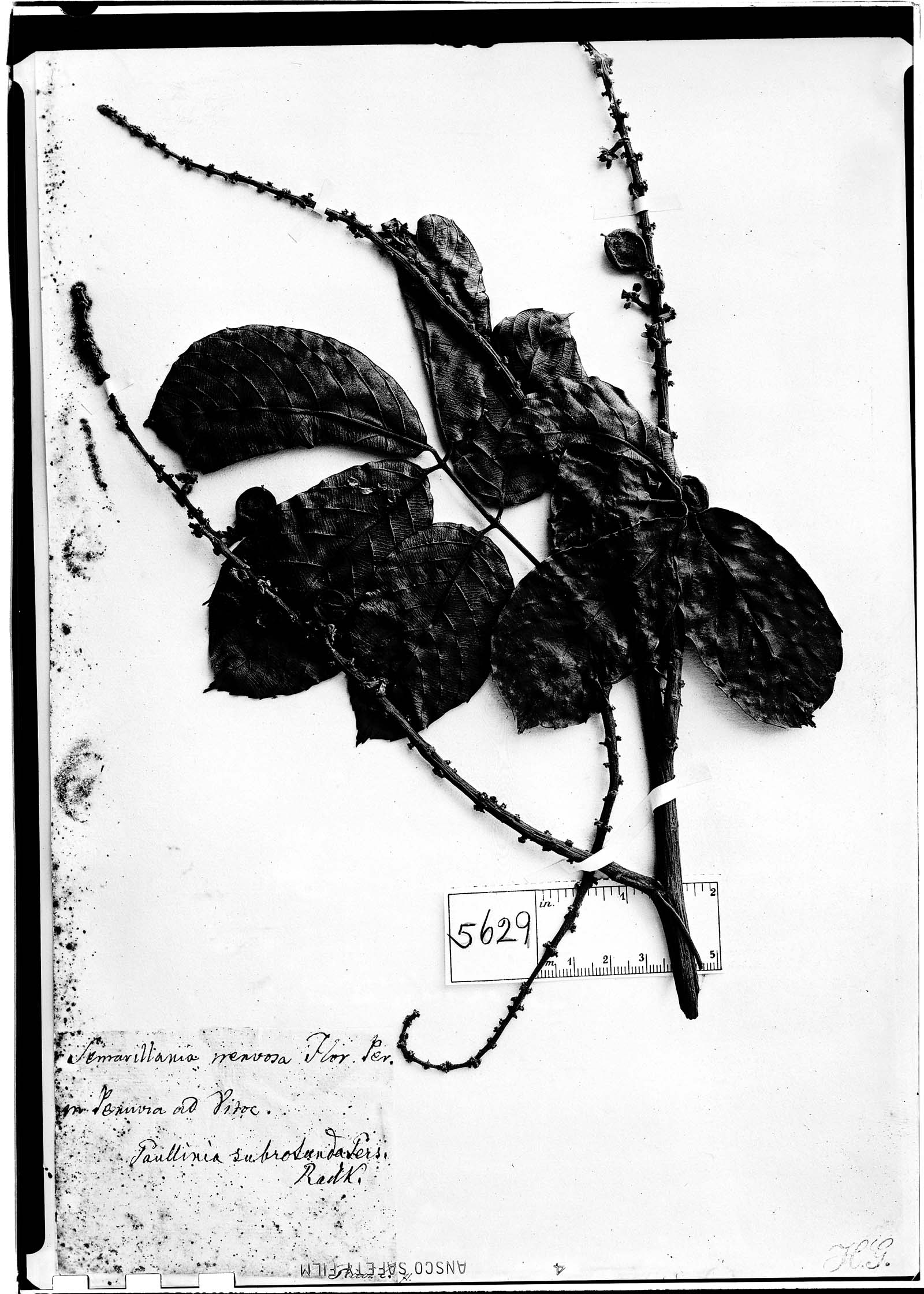 Semarillaria image