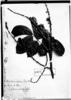 Semarillaria subrotunda image