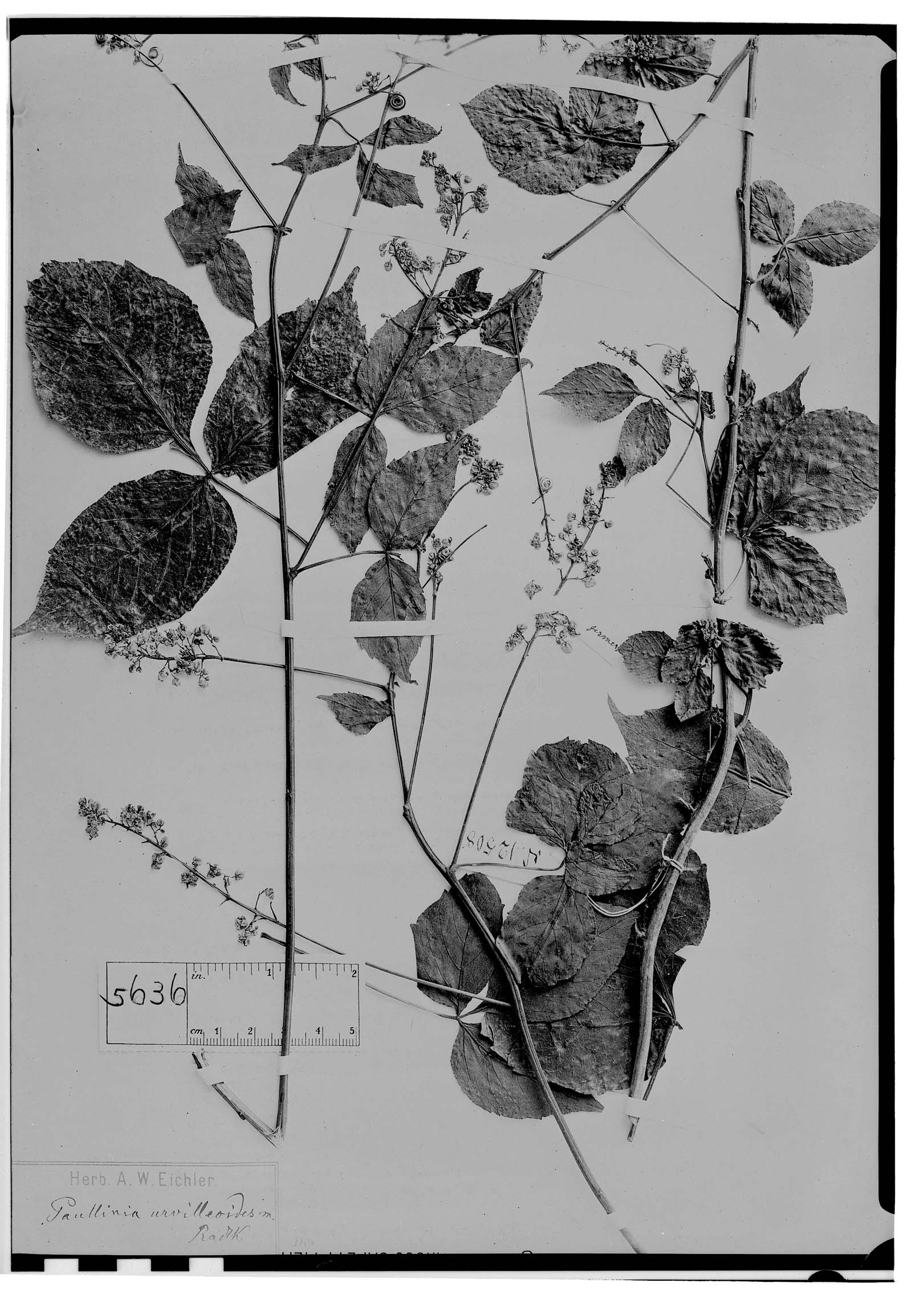 Cardiospermum urvilleoides image