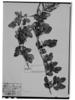 Paullinia weinmanniifolia image